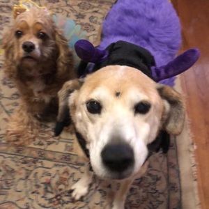 Meet your Posher, Kim